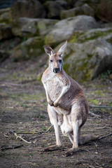 Portrait of kangaroo standing in a meadow