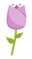 Fototapeta premium Vector floral illustration with stylized tulip flower. Isolated elements on a white background.