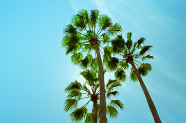 Coconut palm tree in Orlando, Florida, USA