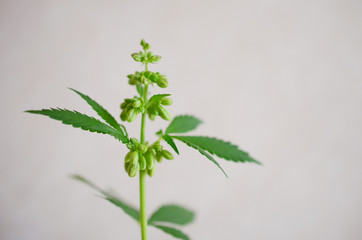 Abstract, macro photo in natural lighting of male hemp plant. Male cannabis plant against white background. Plant close up with pollen sacs and little flowers. Male plant close up, intentional blur.  