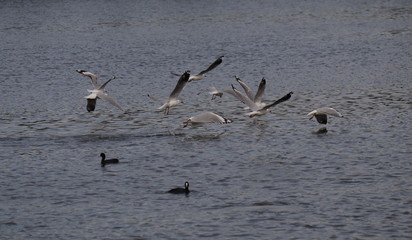 Seagull in full flight over a park lake in Melbourne Australia