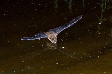 Soprano Pipistrelle Bat Drinking