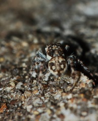 Macro Photography of Jumping Spider on Green Leaf