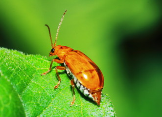 red black striped fluffy beetle sits on leaf