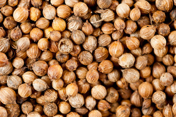 Coriander grains shot large on a wooden background. Background for spices and cuisine.