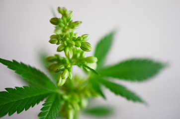 Abstract, macro photo in natural lighting of male hemp plant. Male cannabis plant against white background. Plant close up with pollen sacs and little flowers. Male plant close up, intentional blur.  