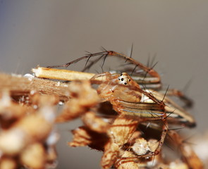 Macro Photography of Jumping Spider on Green Leaf