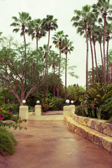 Fototapeta na wymiar Tropical garden in Orlando Florida USA 