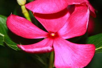Fototapeta na wymiar Madagascar periwinkle or Catharanthus roseus or Rose periwinkle
