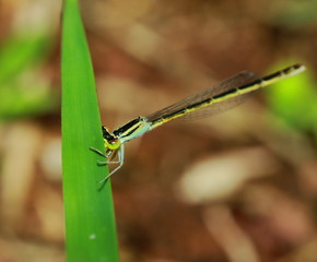 Macro picture of dragonfly in the nature