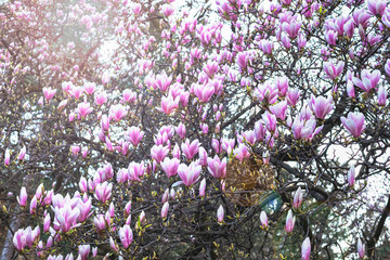 Blooming magnolia tree in sunlight, beautiful nature background.