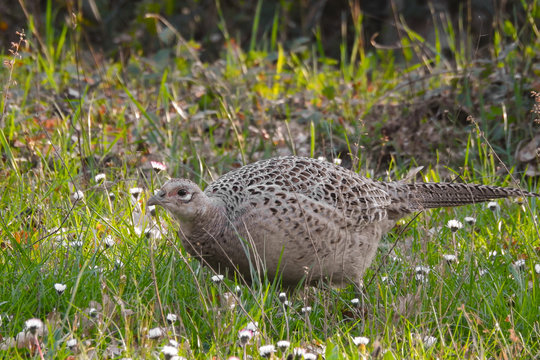 Fagiano (Phasianus colchicus) nel prato,ritratto femmina