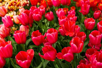 Fototapeta premium Dutch tulips growing on a flowerbed in spring