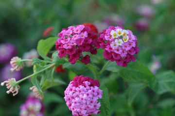 Pink and Violet Flower Lantana Camara: Beautiful Flowering Plant