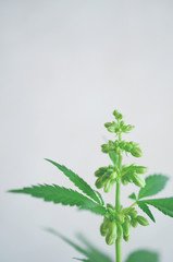 Abstract, macro photo in natural lighting of male hemp plant. Male cannabis plant against white background. Plant close up with pollen sacs and little flowers. Male plant close up, intentional blur.  