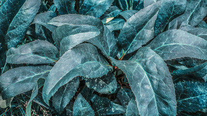 Cyan leaves of bush close up as botanical floral natural tropical exotic pattern background backdrop
