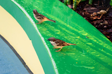 Two sparrows