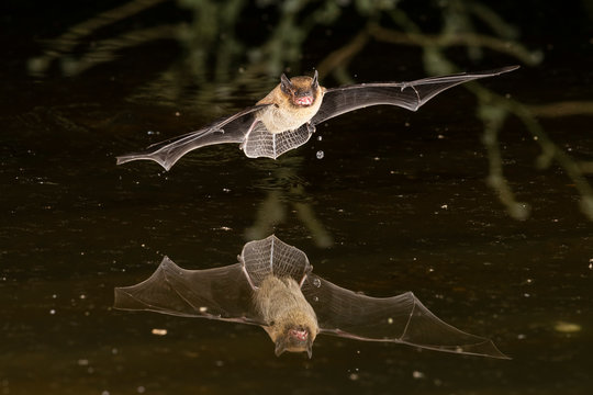 Soprano Pipistrelle Bat Drinking