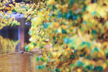 autumn landscape / yellow trees in autumn park, bright orange forest