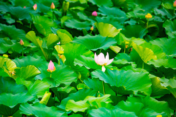 Obraz na płótnie Canvas Lotus pink flowers and leaves, green background. Asian style. Rest and relaxation. The season of blooming Lotus.