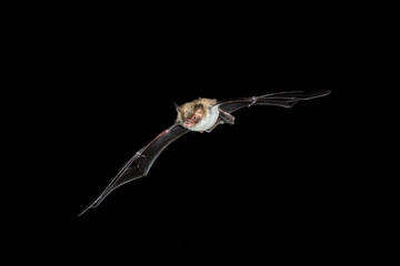 Bechsteins Bat Night