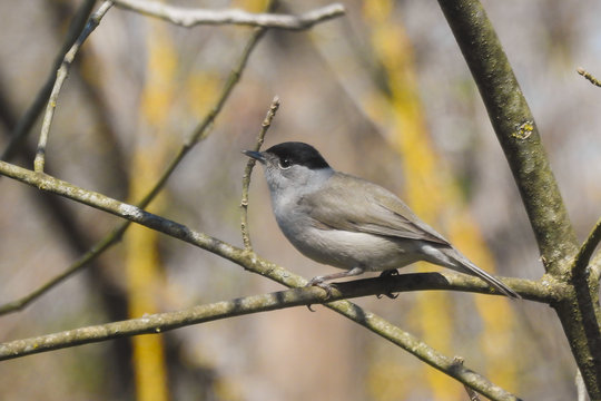 capinera (Sylvia atricapilla) su ramo,ritratto maschio