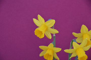 tete a tete daffodils on a coloured background