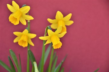 Obraz na płótnie Canvas tete a tete daffodils on a coloured background