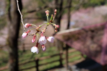 ひょうたん桜の蕾（高知県仁淀川町）
