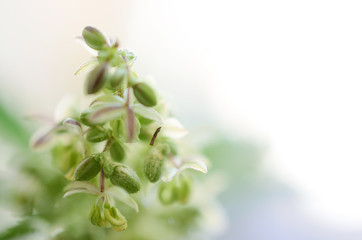 Abstract, macro photo in natural lighting of male hemp plant. Male cannabis plant against white background. Plant close up with pollen sacs and little flowers. Male plant close up, intentional blur.  