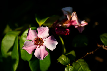 Strophanthus gratus flowers