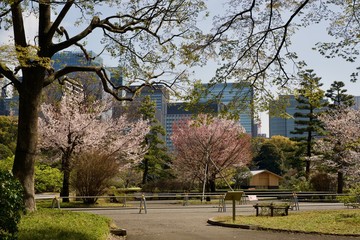 江戸城の桜