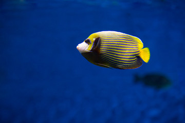 Fototapeta na wymiar Imperial angel fish (Pomacanthodes imperator) in aquarium. Exotic fish underwater. Pomacanthus imperator. Emperor angelfish