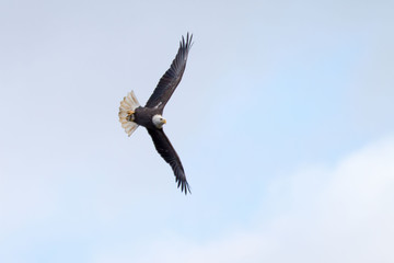 Obraz premium bald eagle in flight