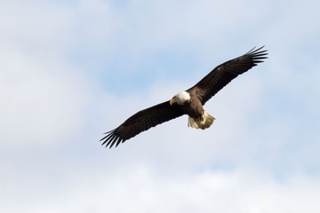 Fototapeta na wymiar bald eagle in flight