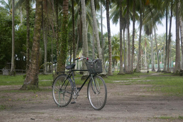 Fototapeta na wymiar Selective focus of an old and vintage bicycle in a coconut farm.