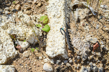 garbage dump in the forest outdoor. concept of a global environmental problem. top view
