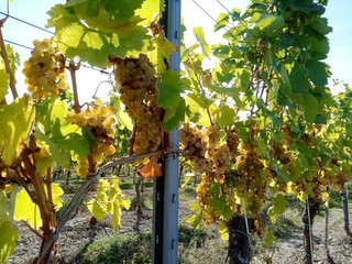 Bunches of grapes in the Slovak Tokaj valley.