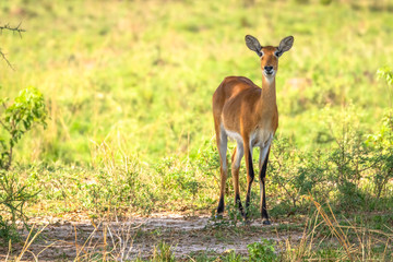 A female kob (Kobus kob), Murchison Falls National Park, Uganda.