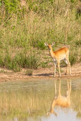 A young kob (Kobus kob) at a waterhole with reflection, Murchison Falls National Park, Uganda.