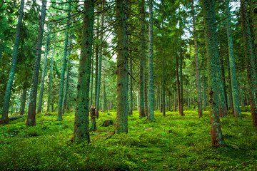 Sunlight in the green forest