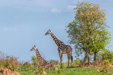 Fototapeta premium Two Rothschild's giraffe ( Giraffa camelopardalis rothschildi), one lying down, the other standing, Murchison Falls National Park, Uganda.