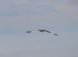 Seagull in full flight over a park lake in Melbourne Australia