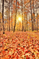 maple dark leaves in autumn sunny forest