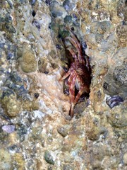 Crab in the nature background
