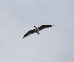 Naklejka premium Seagull in full flight over a park lake in Melbourne Australia