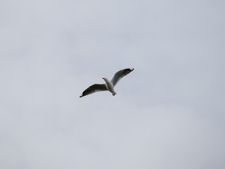 Seagull in full flight over a park lake in Melbourne Australia