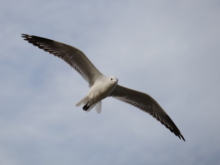 Seagull in full flight over a park lake in Melbourne Australia