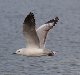 Seagull in full flight over a park lake in Melbourne Australia