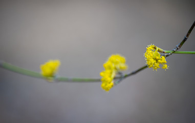 Yellow flowers growing on a tree
